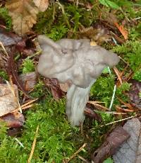 Helvella lacunosa image