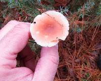 Russula paludosa image