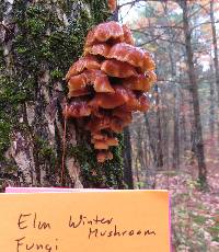 Flammulina velutipes image