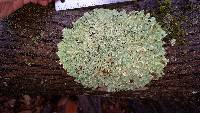 Flavoparmelia caperata image