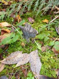 Helvella lacunosa image