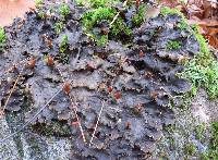 Peltigera canina image