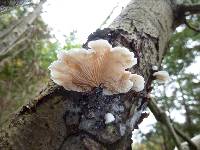 Schizophyllum commune image