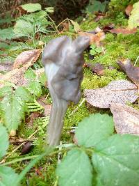 Helvella lacunosa image