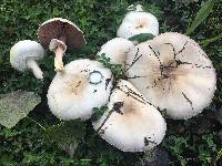 Agaricus xanthodermus image