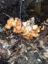 Laetiporus gilbertsonii image