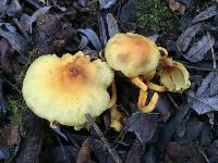 Hypholoma fasciculare image