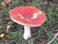 Amanita muscaria image