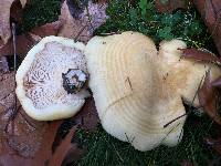 Lactarius alnicola image