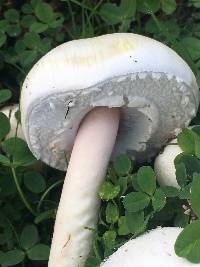 Agaricus xanthodermus image