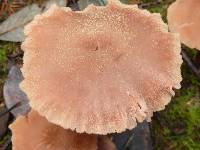 Laccaria laccata image