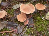 Laccaria laccata image