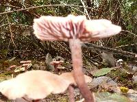 Laccaria laccata image