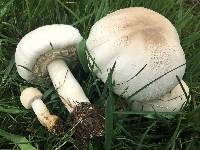 Agaricus xanthodermus image