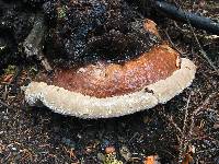 Fomitopsis pinicola image