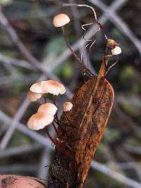 Gymnopus quercophilus image