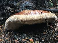 Fomitopsis pinicola image