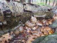 Fomes fomentarius image