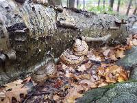 Fomes fomentarius image