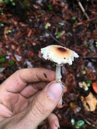 Lepiota rubrotinctoides image