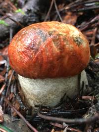 Leccinum manzanitae image