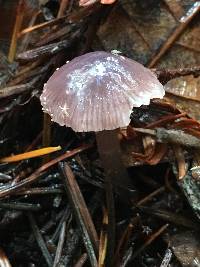 Mycena pura image