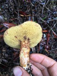 Suillus caerulescens image