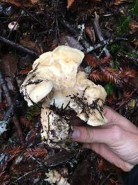 Cantharellus subalbidus image