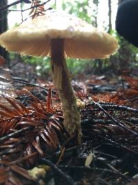 Lepiota magnispora image