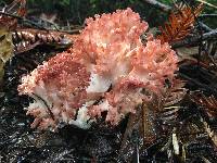 Image of Ramaria rubripermanens