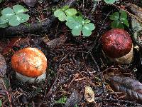 Leccinum manzanitae image