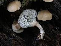 Pleurotus ostreatus image