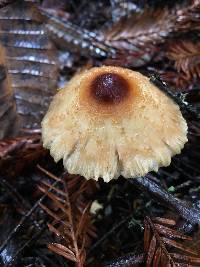 Lepiota magnispora image