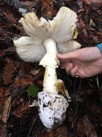 Amanita calyptroderma image