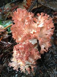 Ramaria rubripermanens image