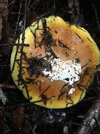 Amanita calyptroderma image