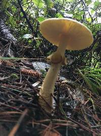 Amanita augusta image