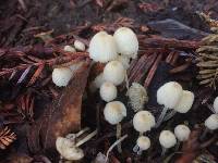 Coprinellus disseminatus image