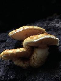 Pholiota aurivella image