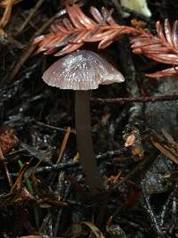 Mycena pura image