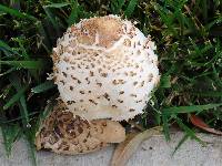 Chlorophyllum brunneum image