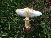 Chlorophyllum brunneum image