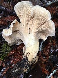 Cantharellus subalbidus image