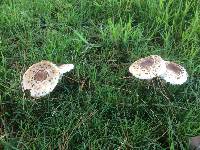 Chlorophyllum brunneum image