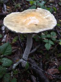 Stropharia ambigua image