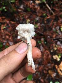 Lepiota rubrotinctoides image