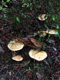 Suillus caerulescens image