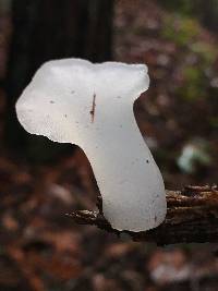 Pseudohydnum gelatinosum image