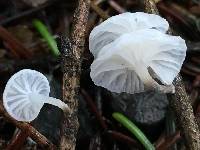 Hemimycena candida image