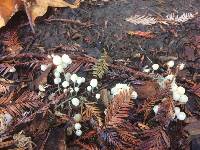 Coprinellus disseminatus image